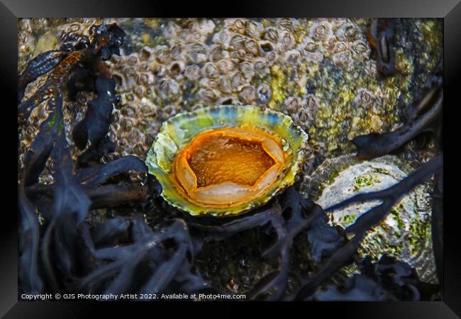 Underside of a Limpet Framed Print by GJS Photography Artist