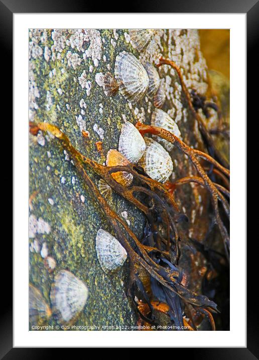 Seaweed Limpets and Barnicals Framed Mounted Print by GJS Photography Artist