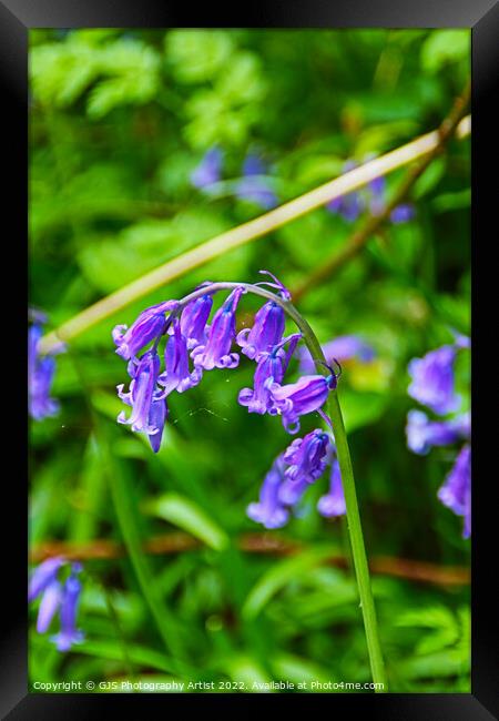 Bluebell Head with Cobwebs Framed Print by GJS Photography Artist