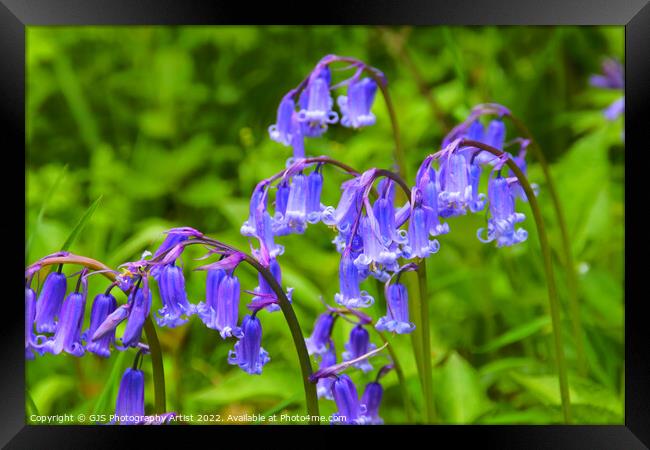 Bluebell Heads in HDR Framed Print by GJS Photography Artist