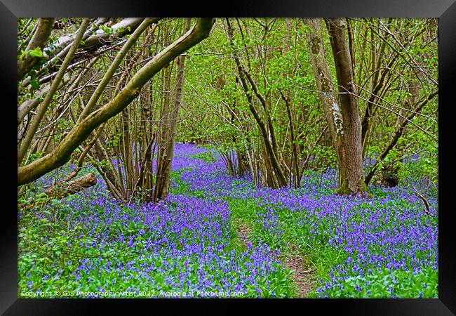Twisting Pathway Laden with Bluebells Framed Print by GJS Photography Artist