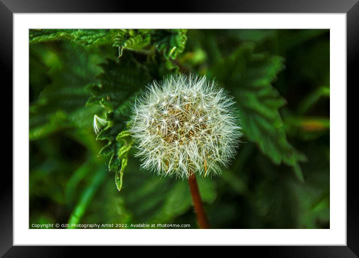 Seeded Dandelions Framed Mounted Print by GJS Photography Artist