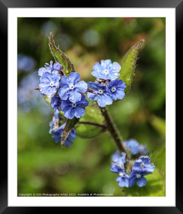 Blue flowers and Water Droplets Framed Mounted Print by GJS Photography Artist