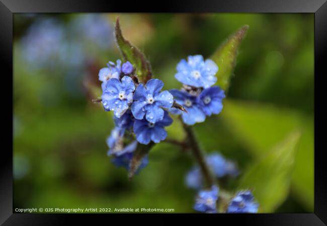 5 Leaf Blue Flower Framed Print by GJS Photography Artist
