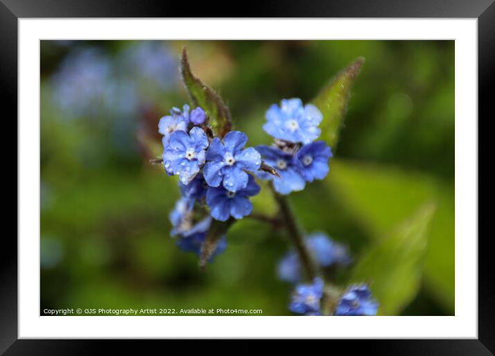 5 Leaf Blue Flower Framed Mounted Print by GJS Photography Artist