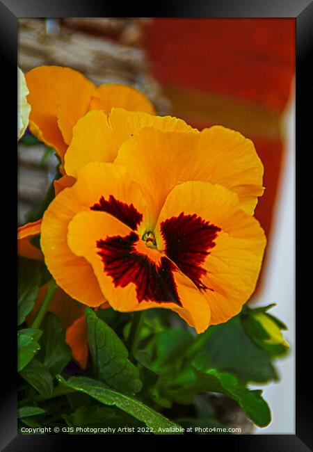 Orange Pansy Framed Print by GJS Photography Artist