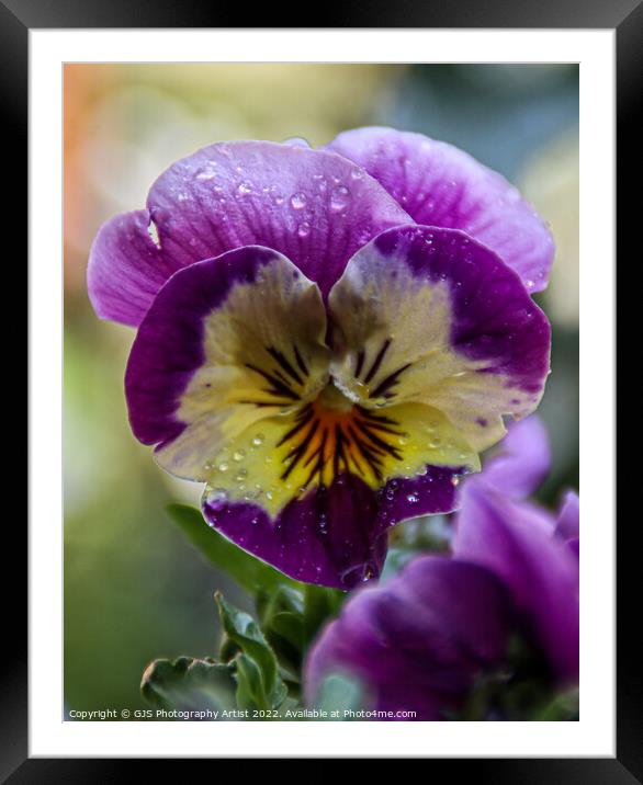 Purple and Yellow  Framed Mounted Print by GJS Photography Artist