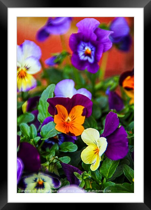 Assortment of Pansies Framed Mounted Print by GJS Photography Artist