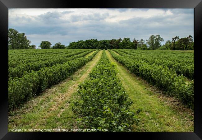 Rows of Blueberry Bushes  Framed Print by GJS Photography Artist