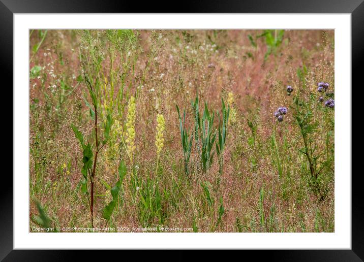 Mix of Wild Flowers Framed Mounted Print by GJS Photography Artist