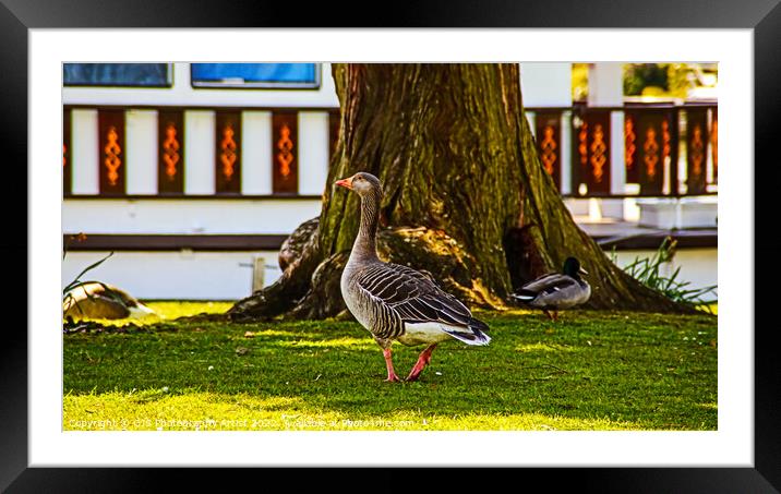 Grey Lag Goose Posing Framed Mounted Print by GJS Photography Artist