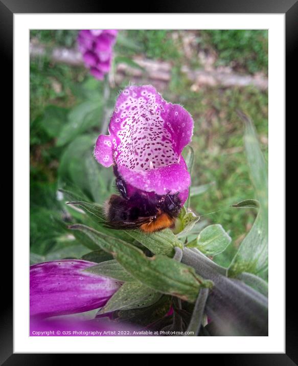 Sideways Bee Framed Mounted Print by GJS Photography Artist