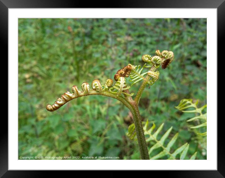 Fern Leaves Uncurl Framed Mounted Print by GJS Photography Artist