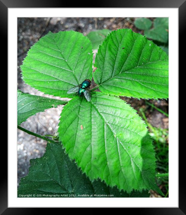 Common Green Bottle Fly Framed Mounted Print by GJS Photography Artist