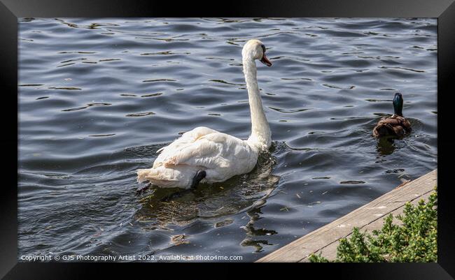The Swan and Duck Framed Print by GJS Photography Artist