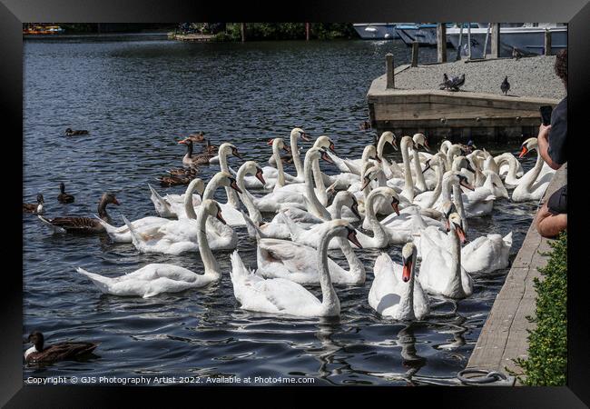 Can You Count How Many Swans Framed Print by GJS Photography Artist