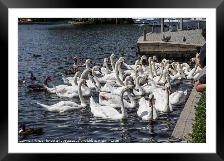 Can You Count How Many Swans Framed Mounted Print by GJS Photography Artist
