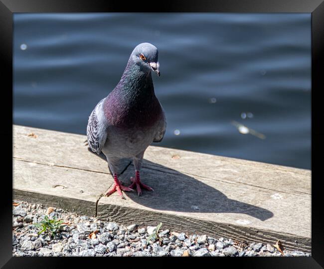 Pigeon Poseing Framed Print by GJS Photography Artist