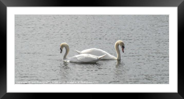 Swans Back to Back Framed Mounted Print by GJS Photography Artist