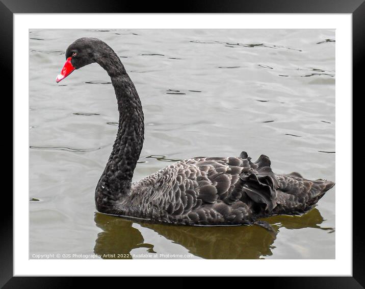 Australian Black Swan Framed Mounted Print by GJS Photography Artist