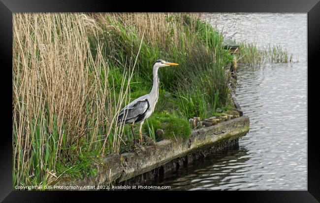 Heron on the Broads Framed Print by GJS Photography Artist