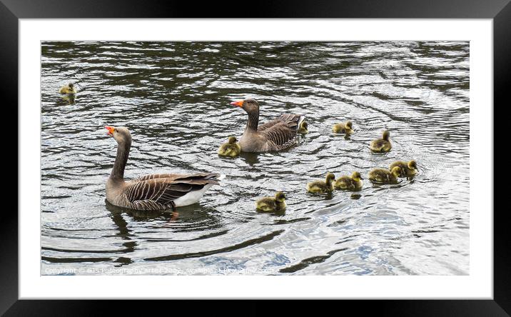 Grey Lag Geese and Goslings Swimming Framed Mounted Print by GJS Photography Artist