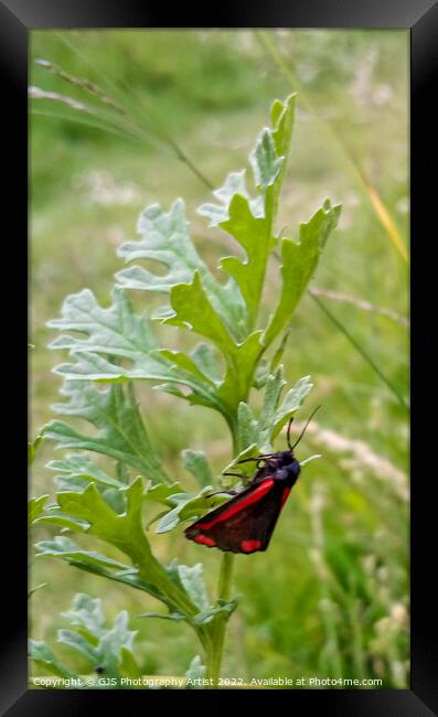 Cinnabar Moth Clings to a Leaf Framed Print by GJS Photography Artist