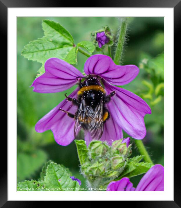 Bumble Pollenating Deep Into the Flower Framed Mounted Print by GJS Photography Artist