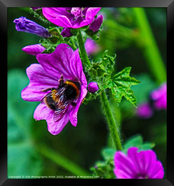 Showing Bees Wings Framed Print by GJS Photography Artist