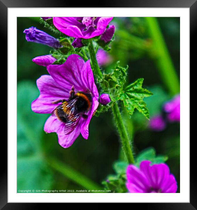 Showing Bees Wings Framed Mounted Print by GJS Photography Artist