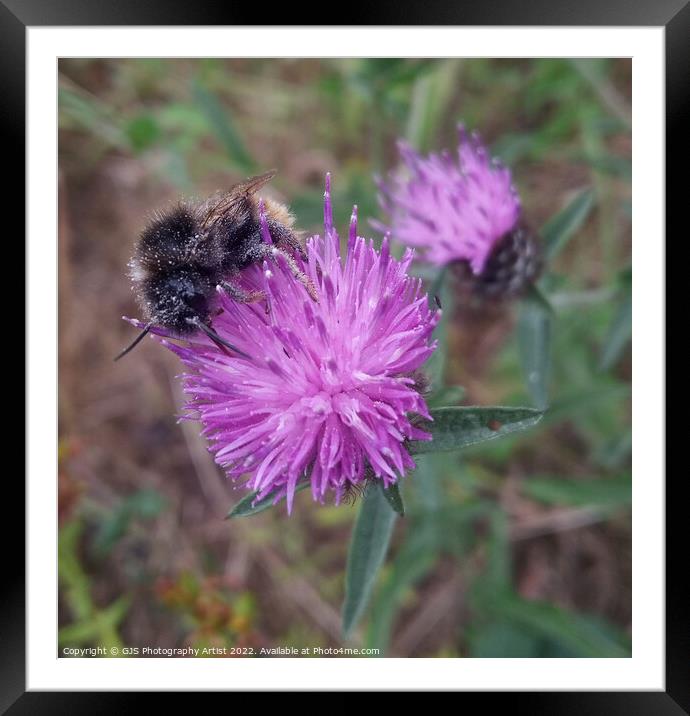 Specs of Pollen Framed Mounted Print by GJS Photography Artist