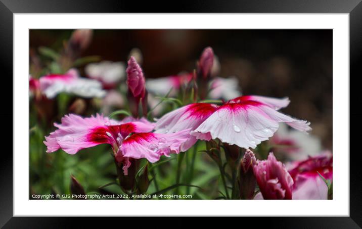 Summer Tears Framed Mounted Print by GJS Photography Artist