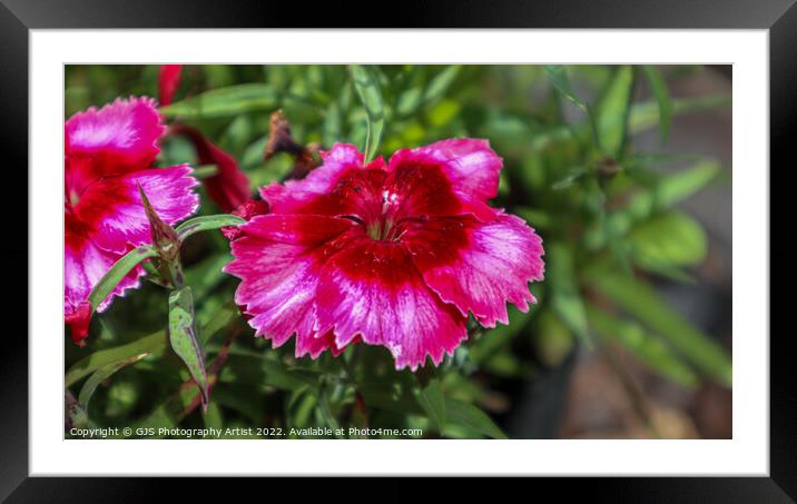 Shades of Pinks Framed Mounted Print by GJS Photography Artist