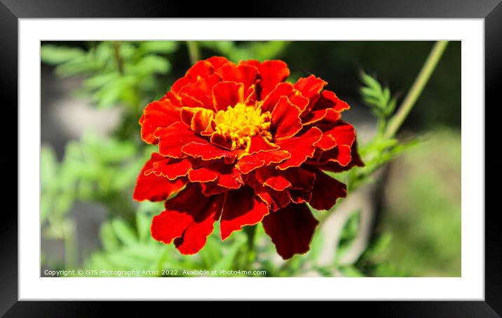 On Fire Framed Mounted Print by GJS Photography Artist