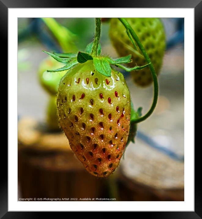 Graduating Strawberry Framed Mounted Print by GJS Photography Artist
