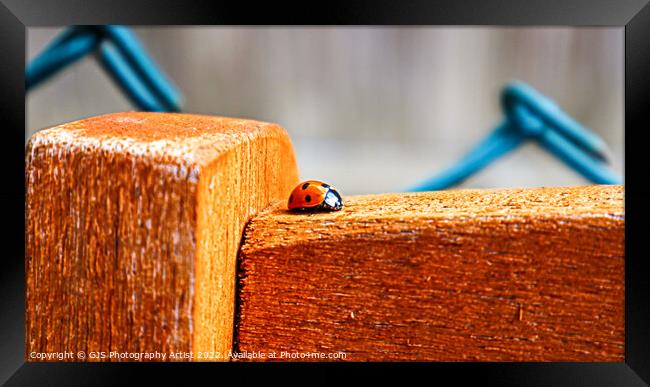 Ladybird Bug Hunt Framed Print by GJS Photography Artist