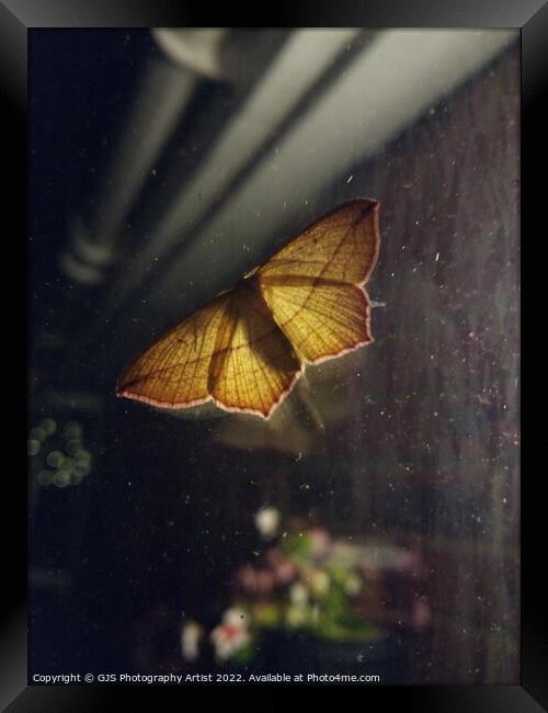 Back Yard Moth Lantern Framed Print by GJS Photography Artist