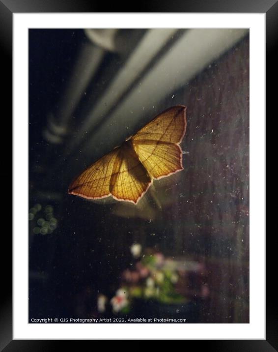 Back Yard Moth Lantern Framed Mounted Print by GJS Photography Artist