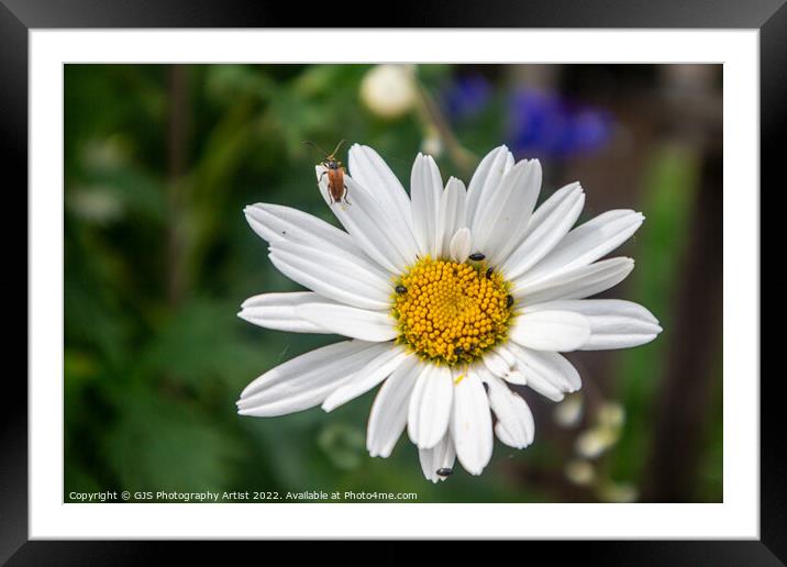 Bug Time Framed Mounted Print by GJS Photography Artist