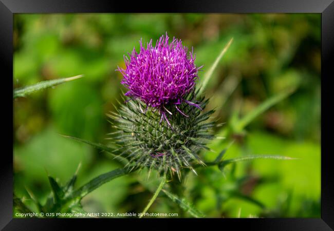 Thistle in Norfolk Framed Print by GJS Photography Artist