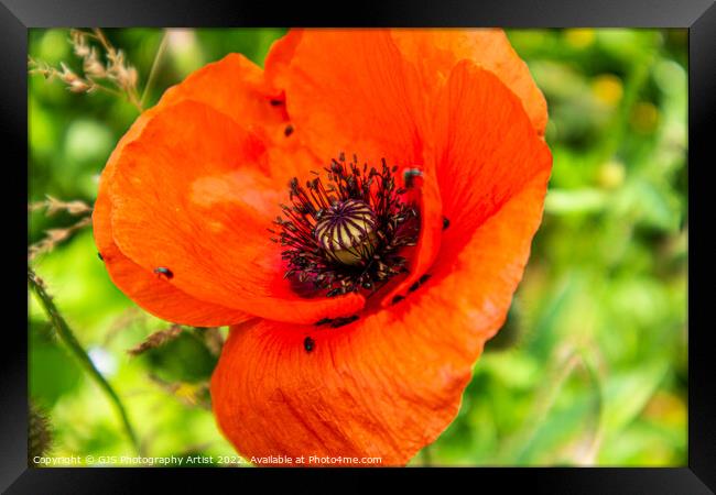 Poppy and Bug Seeds Framed Print by GJS Photography Artist