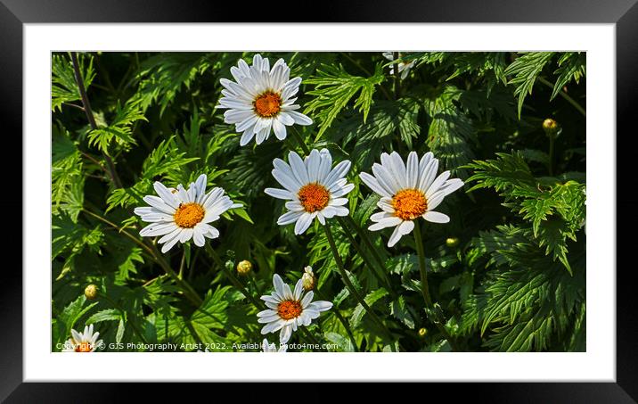 Like A Constellation of Daysies Framed Mounted Print by GJS Photography Artist