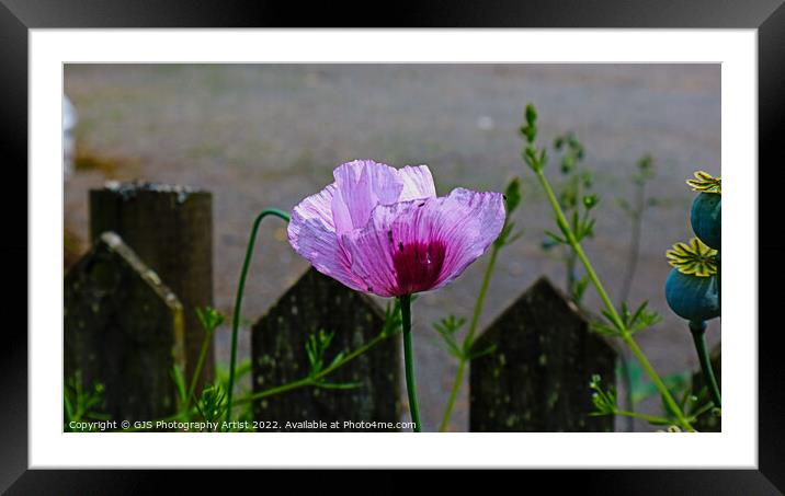 Purples Out Framed Mounted Print by GJS Photography Artist