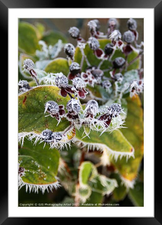 Winters Jewel Framed Mounted Print by GJS Photography Artist