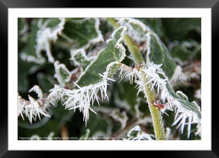 Frosty needles dancing Framed Mounted Print by GJS Photography Artist