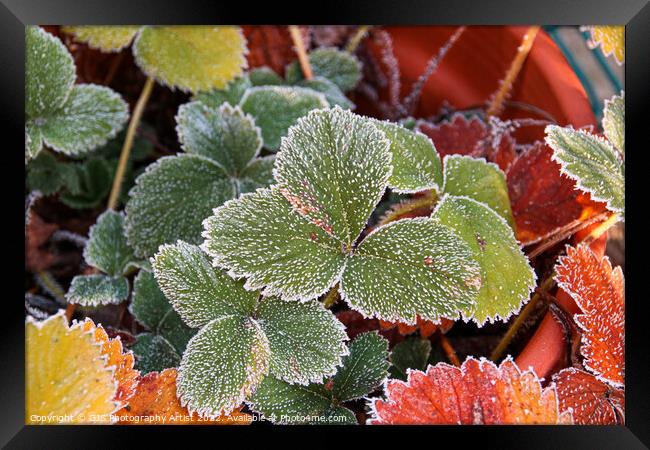 Glittering Frozen Strawberry Leaves Framed Print by GJS Photography Artist