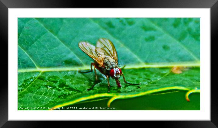 Alienlike Autumn Fly Framed Mounted Print by GJS Photography Artist