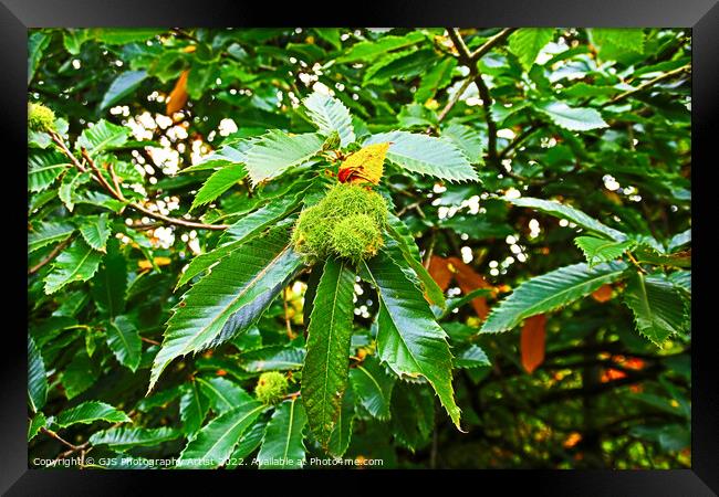 Chestnuts Are Heavy This Season Framed Print by GJS Photography Artist