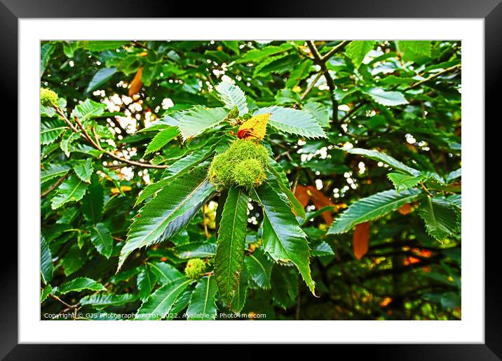 Chestnuts Are Heavy This Season Framed Mounted Print by GJS Photography Artist