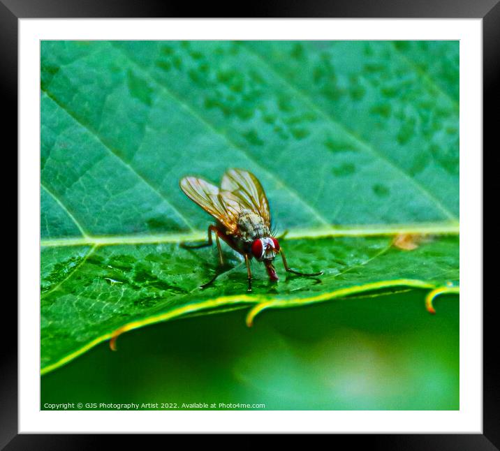Vivid Alien Insect Framed Mounted Print by GJS Photography Artist
